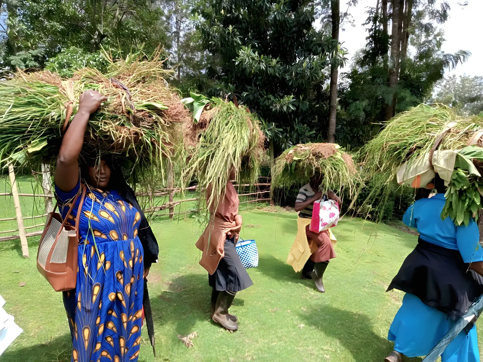 Participants carrying harvested fodder during a demonstration