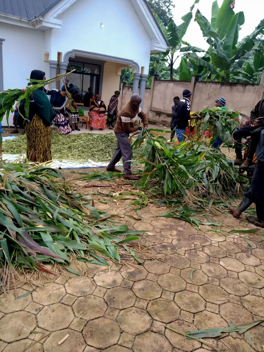 Farmers preparing freshly harvested fodder