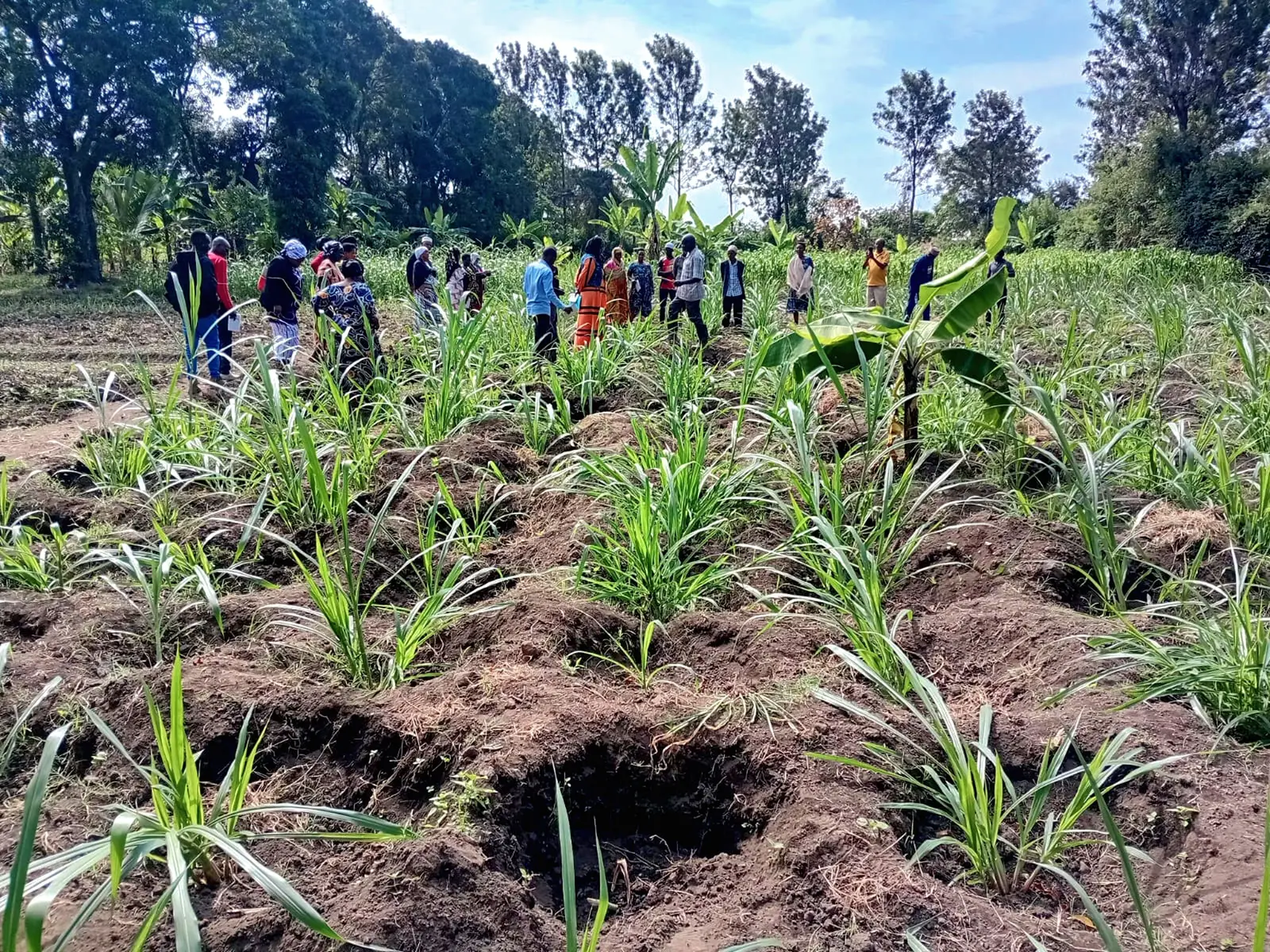 Farmers visiting an established pasture plot
