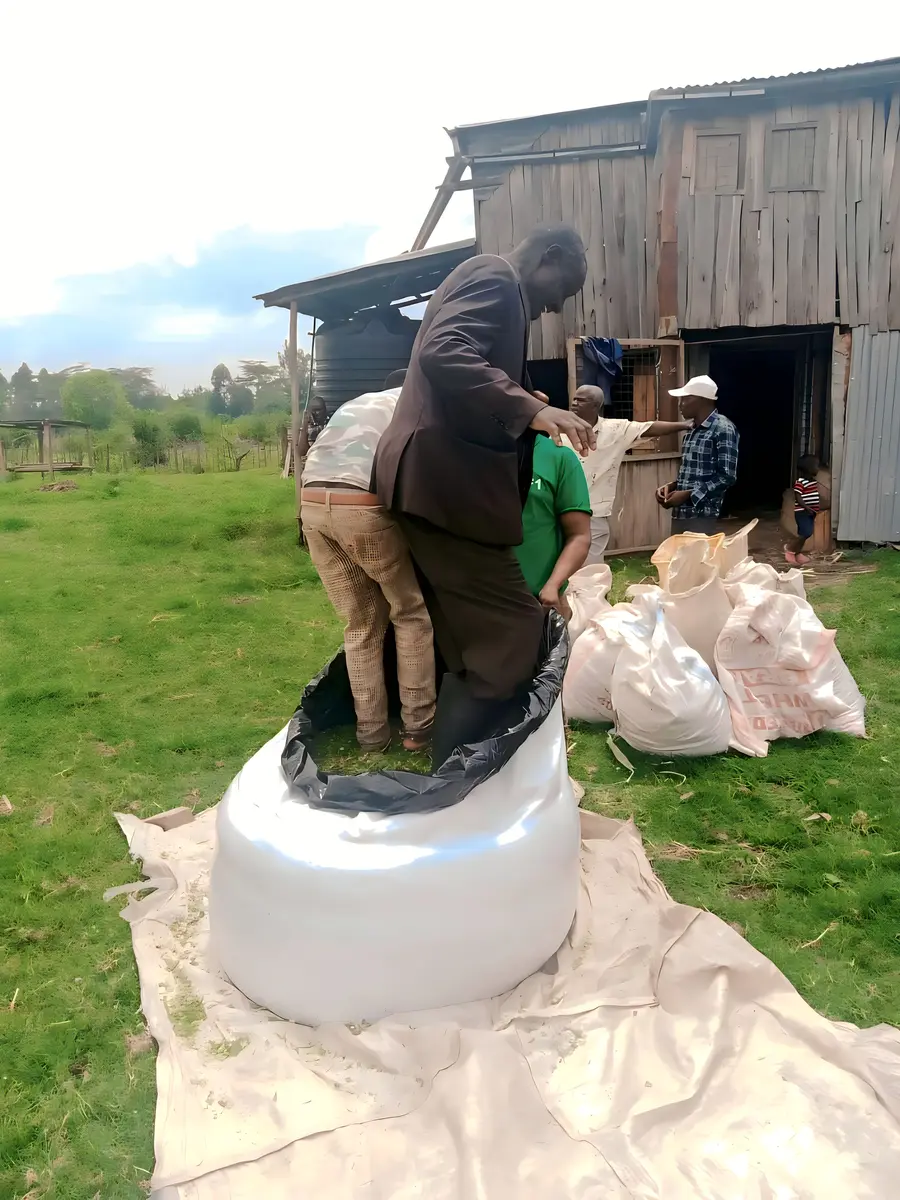 Farm team compacting and packing silage